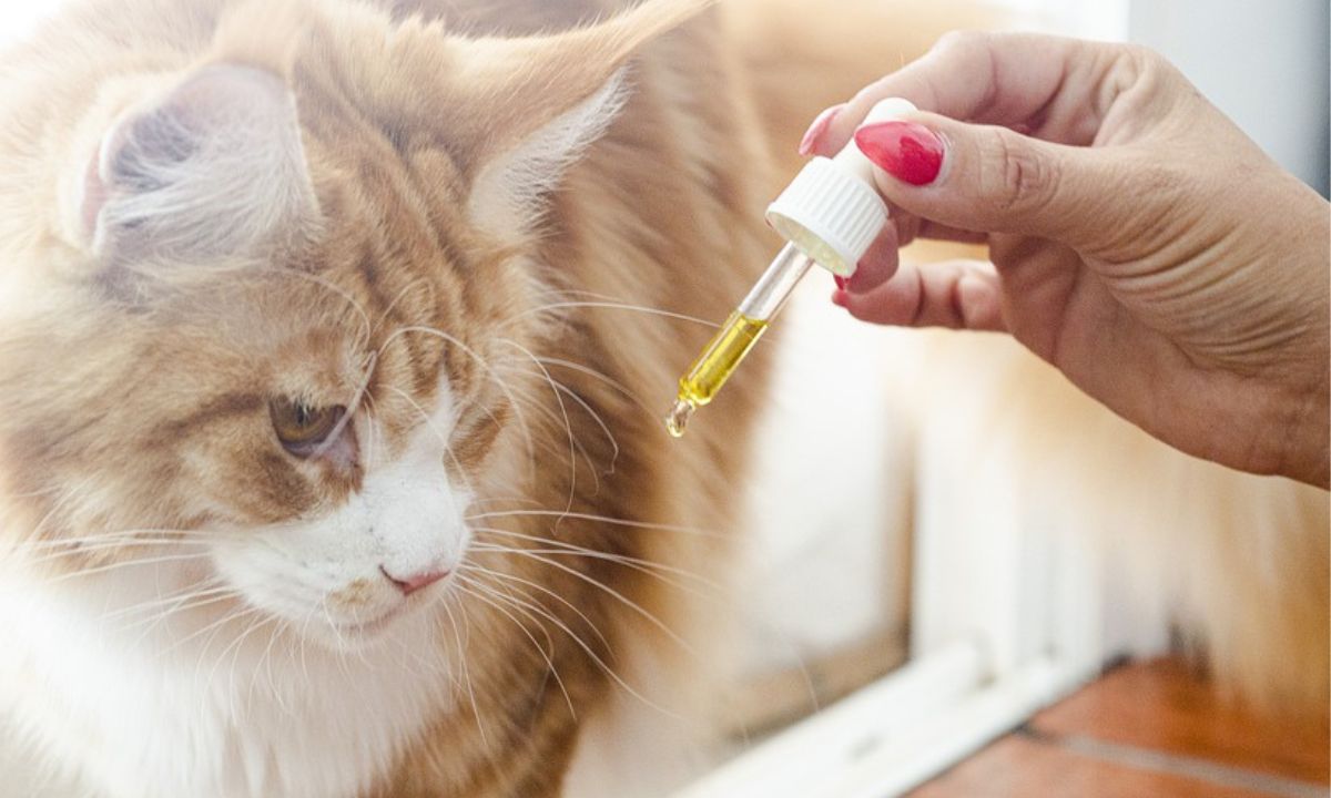 猫のダニ予防はどうすればいい？また寄生されたときの対処法を紹介
