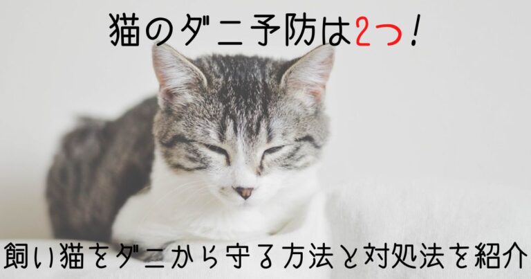 猫のダニ