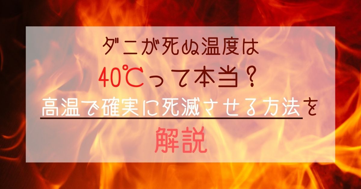 ダニが死ぬ温度は40℃って本当?高温で確実に死滅させる方法を解説