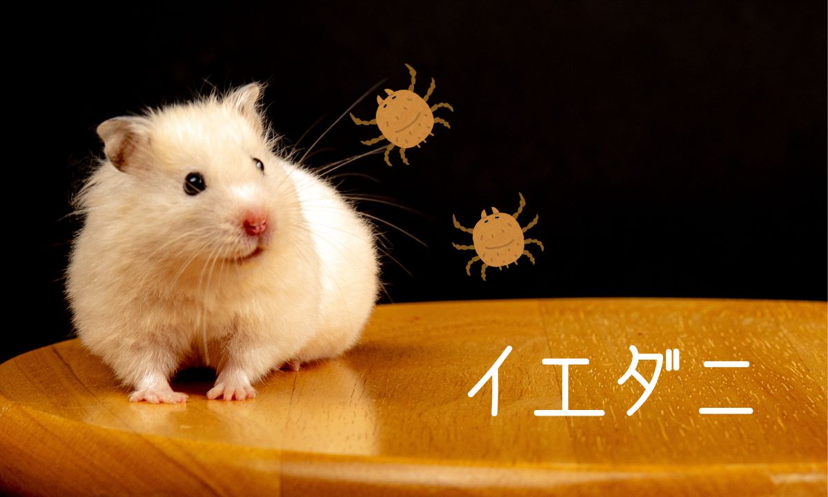 家の中に生息するダニの種類って?代表的な特徴と予防法を解説 | ダニSOS