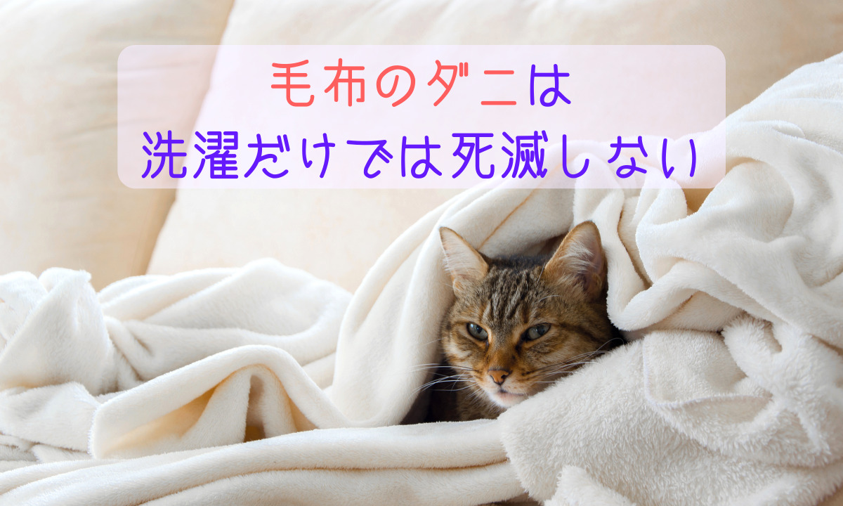 毛布のダニを徹底的に退治!快眠するための毛布のダニ対策を紹介