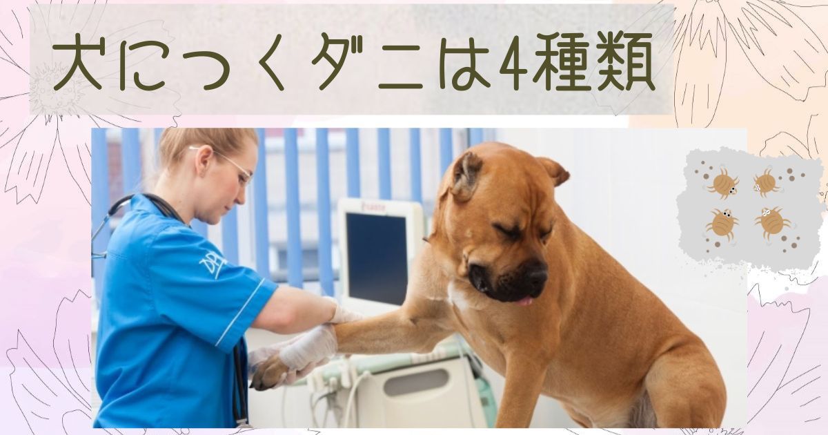 犬につくダニの種類とは?4種類のダニを解説│対処法・予防策も紹介 | ダニSOS