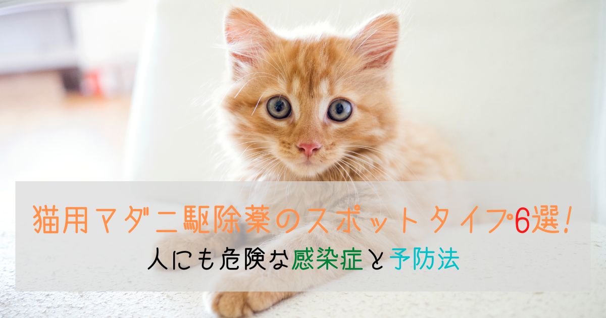 猫用マダニ駆除薬のスポットタイプ6選!人にも危険な感染症と予防法